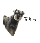 ミニチュアシュナウザー[日常会話 第2弾]（個別スタンプ：3）