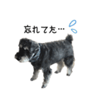 ミニチュアシュナウザー[日常会話 第2弾]（個別スタンプ：8）