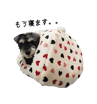 ミニチュアシュナウザー[日常会話 第2弾]（個別スタンプ：9）
