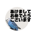 2020年セキセイインコのあいさつ（個別スタンプ：29）