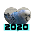 2020年セキセイインコのあいさつ（個別スタンプ：36）