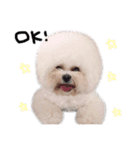 ビションフリーゼ 。（個別スタンプ：1）