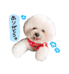 ビションフリーゼ 。（個別スタンプ：5）