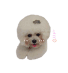 ビションフリーゼ 。（個別スタンプ：8）