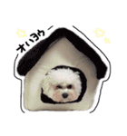 ビションフリーゼ 。（個別スタンプ：9）
