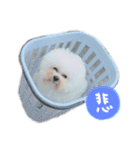 ビションフリーゼ 。（個別スタンプ：16）
