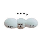 ビションフリーゼ 。（個別スタンプ：18）