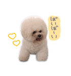 ビションフリーゼ 。（個別スタンプ：19）