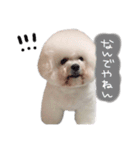 ビションフリーゼ 。（個別スタンプ：20）