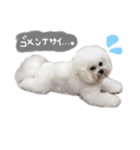 ビションフリーゼ 。（個別スタンプ：22）