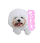 ビションフリーゼ 。（個別スタンプ：23）