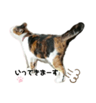 ねこのウリ2（個別スタンプ：2）