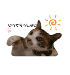ねこのウリ2（個別スタンプ：3）
