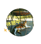 ねこのウリ2（個別スタンプ：4）
