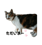 ねこのウリ2（個別スタンプ：5）