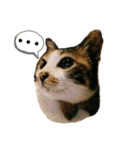 ねこのウリ2（個別スタンプ：9）