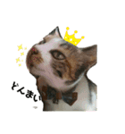 ねこのウリ2（個別スタンプ：11）