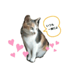 ねこのウリ2（個別スタンプ：12）