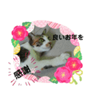 ねこのウリ2（個別スタンプ：15）