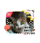 ねこのウリ2（個別スタンプ：16）