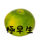 超柑橘スタンプ（個別スタンプ：1）