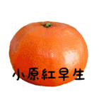 超柑橘スタンプ（個別スタンプ：5）