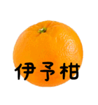 超柑橘スタンプ（個別スタンプ：7）