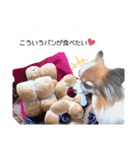 パピヨン犬の使えるスタンプ2（個別スタンプ：2）