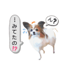パピヨン犬の使えるスタンプ2（個別スタンプ：3）