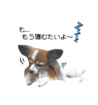 パピヨン犬の使えるスタンプ2（個別スタンプ：5）