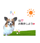 パピヨン犬の使えるスタンプ2（個別スタンプ：8）
