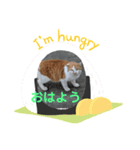 お父さん猫のひとこと（個別スタンプ：1）