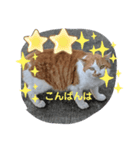 お父さん猫のひとこと（個別スタンプ：4）