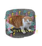 お父さん猫のひとこと（個別スタンプ：5）