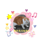 お父さん猫のひとこと（個別スタンプ：6）