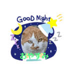 お父さん猫のひとこと（個別スタンプ：8）