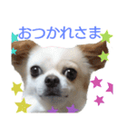 チワワのライトくん2（個別スタンプ：1）