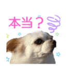 チワワのライトくん2（個別スタンプ：6）