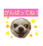 チワワのライトくん2（個別スタンプ：7）