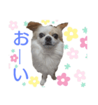 チワワのライトくん2（個別スタンプ：8）