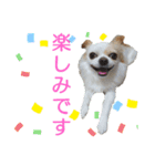 チワワのライトくん2（個別スタンプ：9）