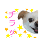 チワワのライトくん2（個別スタンプ：11）