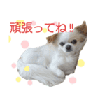 チワワのライトくん2（個別スタンプ：12）