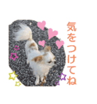 チワワのライトくん2（個別スタンプ：13）
