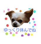 チワワのライトくん2（個別スタンプ：14）