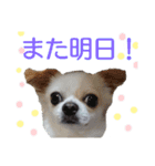 チワワのライトくん2（個別スタンプ：15）