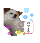 チワワのライトくん2（個別スタンプ：16）