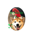 大吉と福のメリークリスマス（個別スタンプ：1）