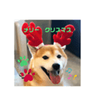 大吉と福のメリークリスマス（個別スタンプ：2）