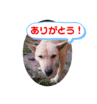 2dogs 1cat（個別スタンプ：6）